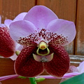 Vanda Boonchoo x Taweesuksa