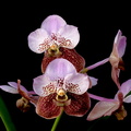 Vanda Boonchoo x Taweesuksa