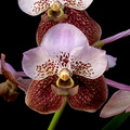 Vanda_Boonchoo4.jpg