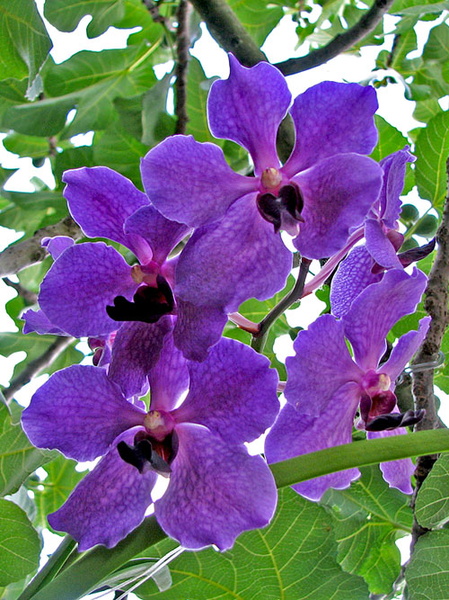 Vanda_Ceccarelli1.jpg