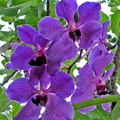 Vanda Ceccarelli