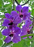 Vanda Ceccarelli