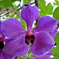 Vanda Ceccarelli