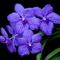 Vanda Gordon Dillon x Bangkok 'blue'