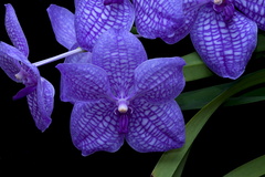 Vanda Gordon Dillon x Bangkok 'blue'