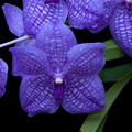 Vanda Gordon Dillon x Bangkok 'blue'