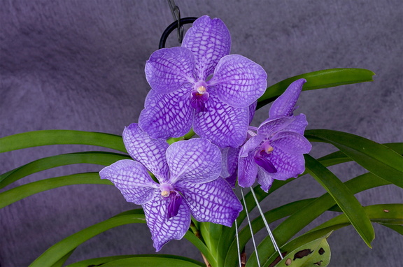 Vanda Gordon Dillon x Bangkok 'blue'