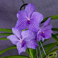 Vanda Gordon Dillon x Bangkok 'blue'