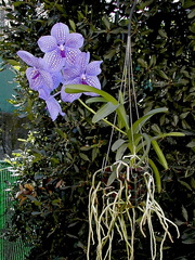 Vanda Gordon Dillon x Bangyikhan 'blue'