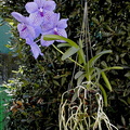 Vanda Gordon Dillon x Bangyikhan 'blue'