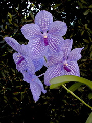 Vanda Gordon Dillon x Bangyikhan 'blue'