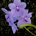 Vanda Gordon Dillon x Bangyikhan 'blue'