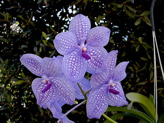 Vanda Gordon Dillon x Bangyikhan 'blue'