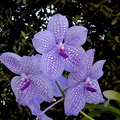 Vanda Gordon Dillon x Bangyikhan 'blue'