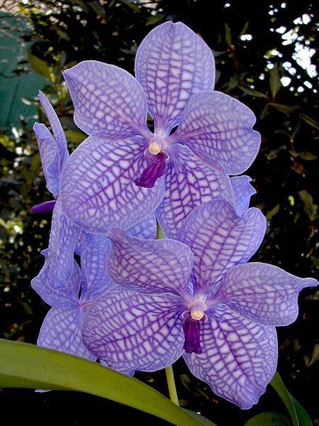 Vanda Gordon Dillon x Bangyikhan 'blue'