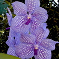 Vanda Gordon Dillon x Bangyikhan 'blue'