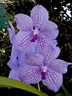 Vanda Gordon Dillon x Bangyikhan 'blue'