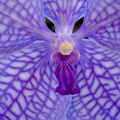 Vanda Gordon Dillon x Bangyikhan 'blue'