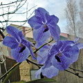 Vanda Fuch's Delight x coerulea