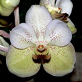 Ascocenda  Krailerle  x  Vanda sanderiana fma. alba 