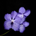 Vanda Magic Blue