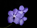 Vanda Magic Blue