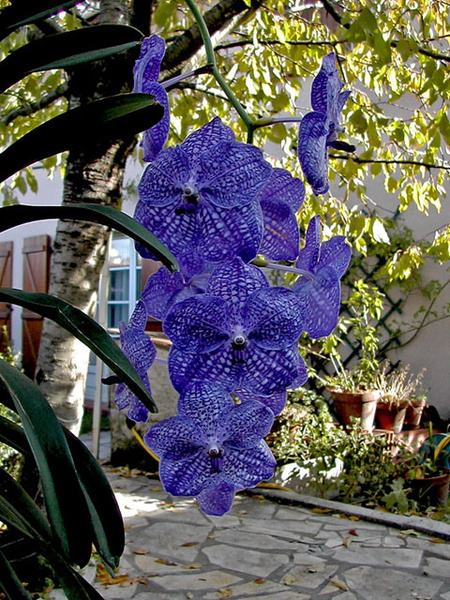 Vanda Pak Chong 'Blue'