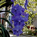 Vanda Pak Chong 'Blue'