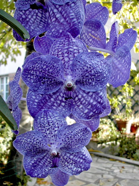 Vanda Pak Chong 'Blue'