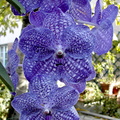 Vanda Pak Chong 'Blue'