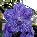 Vanda Pak Chong 'Blue'