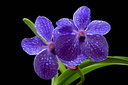 Vanda Pak Chong 'Blue'