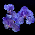 Vanda_Pak_Chong5.jpg