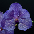 Vanda_Pak_Chong6.jpg