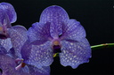 Vanda Pak Chong 'Blue'