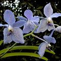 Vanda Princess bleue x Valse bleue