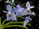 Vanda Princess bleue x Valse bleue