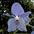 Vanda Princess bleue x Valse bleue