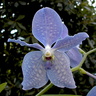 Vanda Princess bleue x Valse bleue