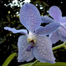 Vanda Princess bleue x Valse bleue