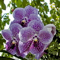 Vanda Robert's Delight 'Blue'