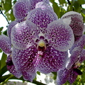 Vanda Robert's Delight 'Blue'