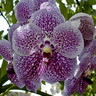 Vanda Robert's Delight 'Blue'