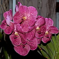 Vanda Robert's Delight 'Red'