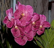 Vanda Robert's Delight 'Red'