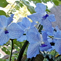 Vanda Sansai Blue x coerulea 	 	 	 