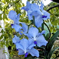 Vanda Sansai Blue x coerulea 	 	 	 