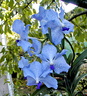 Vanda Sansai Blue x coerulea 	 	 	 