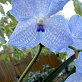 Vanda Sansai Blue x coerulea 	 	 	 