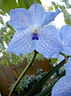 Vanda Sansai Blue x coerulea 	 	 	 